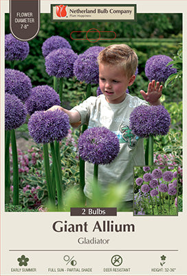 Allium 'Gladiator'