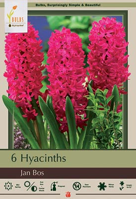 Hyacinth orientalis 'Jan Bos'