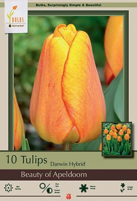 Tulip 'Beauty of Apeldoorn'