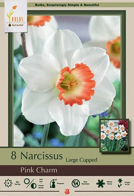 Daffodil Narcissus Large Cupped 'Pink Charm'