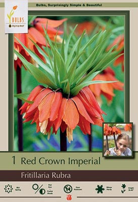 Fritillaria imperialis 'Rubra' Red Crown