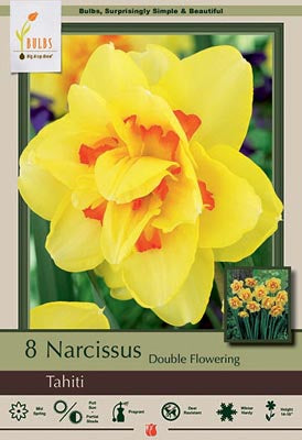 Daffodil Narcissus Double Flowering 'Tahiti'