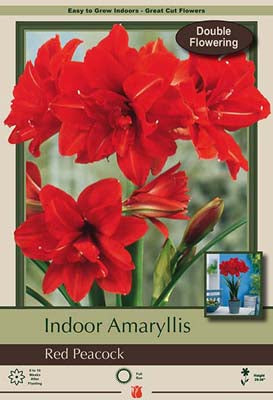 Amaryllis 'Red Peacock'