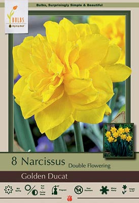 Daffodil Narcissus Double Flowering 'Golden Ducat'