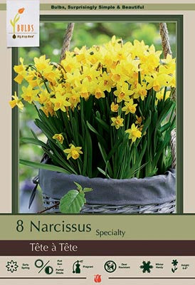 Daffodil Narcissus Specialty 'Tête à Tête'