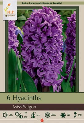 Hyacinth orientalis 'Miss Saigon'