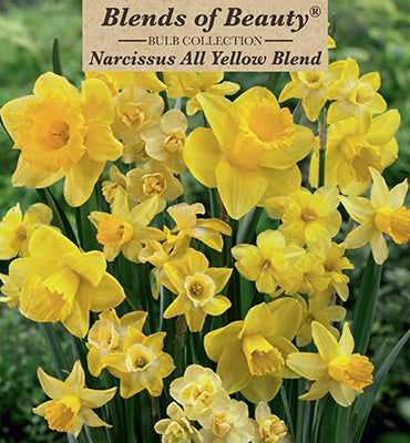 Blends of Beauty Narcissus 'All Yellow Blend'