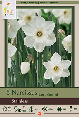 Daffodil Narcissus Large Cupped 'Stainless'