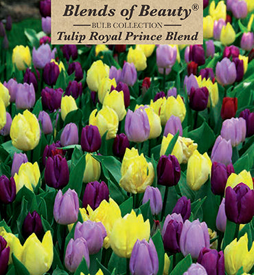 Blends of Beauty Tulip 'Royal Prince Blend'