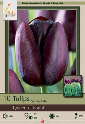 Tulip 'Queen of Night'