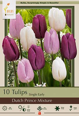 Tulip 'Dutch Prince Mixture'