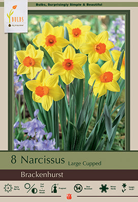 Daffodil Narcissus Large Cupped 'Brackenhurst'