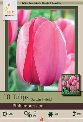 Tulip 'Pink Impression'