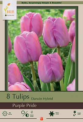 Tulip 'Purple Pride'