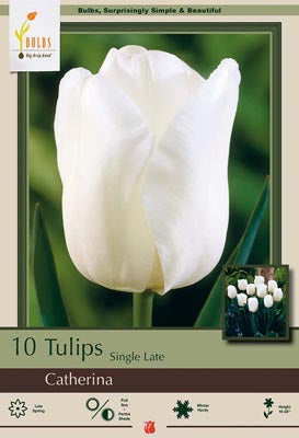 Tulip 'Catherina'