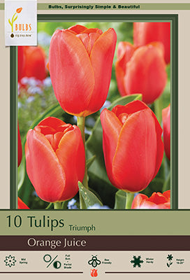 Tulip 'Orange Juice'