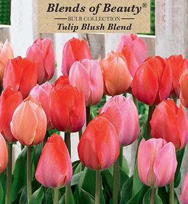 Blends of Beauty Tulip 'Blush Blend'