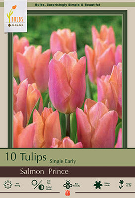 Tulip 'Salmon Prince'