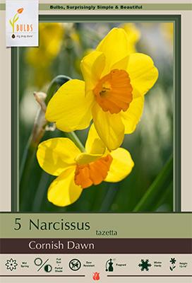 Daffodil Narcissus 'Cornish Dawn'