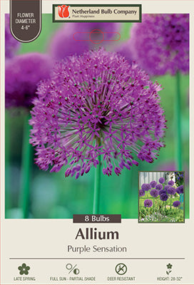 Allium 'Purple Sensation'