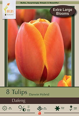 Tulip 'Dafeng'