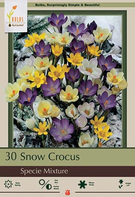 Crocus Specie Mix Snow Crocus