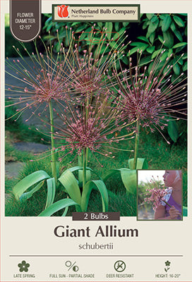 Allium schubertii