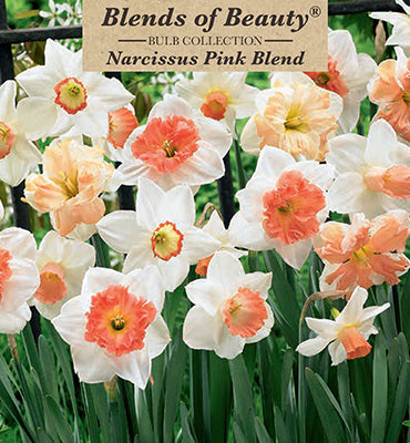 Blends of Beauty Narcissus 'Pink Blend'