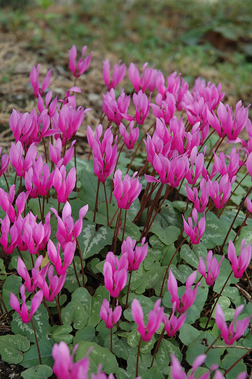 Cyclamen