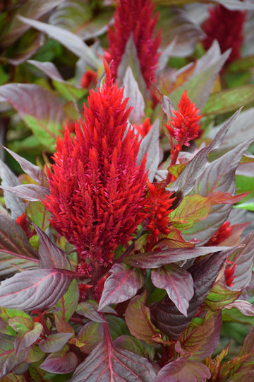 Celosia 4" Fall