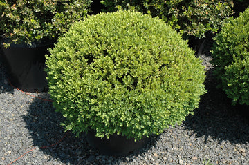 Boxwood 'Green Velvet' (globe form)