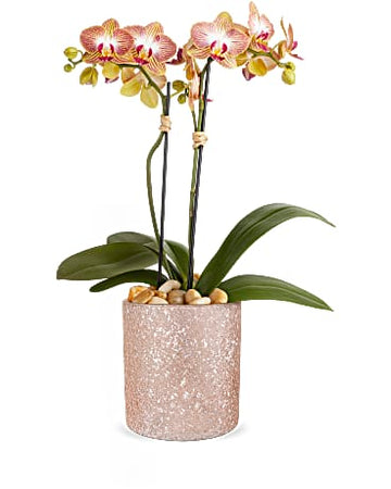 Teleflora Sparkling Orchid