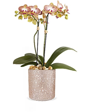 Teleflora Sparkling Orchid