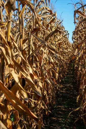 Corn Stalks