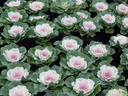 Ornamental Cabbage 'Pigeon Victoria'