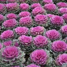 Ornamental Cabbage 'Pigeon Red'