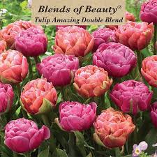 Blends of Beauty Tulip 'Amazing Double Blend'