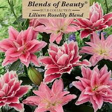 Blends of Beauty Lilium Roselily Blend