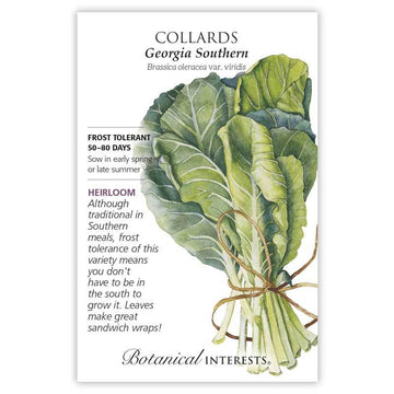 Collards 'Georgia Southern'