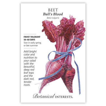 Beet 'Bull's Blood'