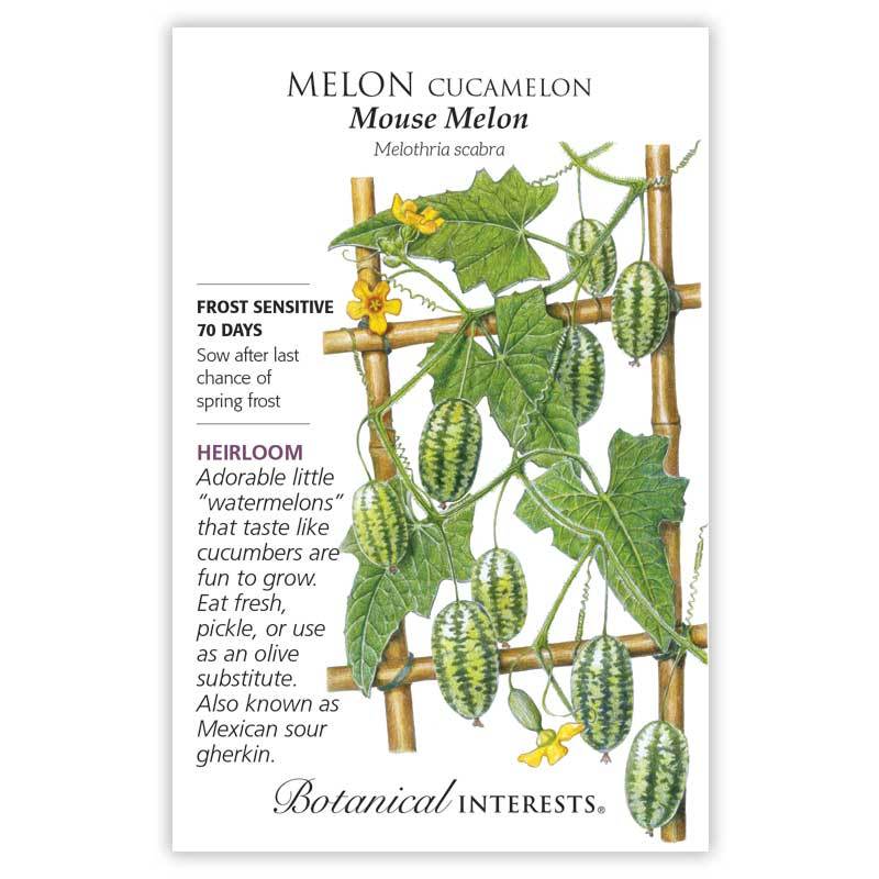 Cucamelon / Mexican Sour Gherkin (Melothria scabra), The Unique