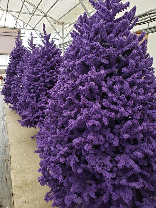 Fresh Fraser Fir Tree with Color Flocking