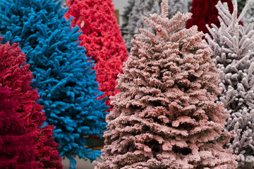 Fresh Fraser Fir Tree with Color Flocking