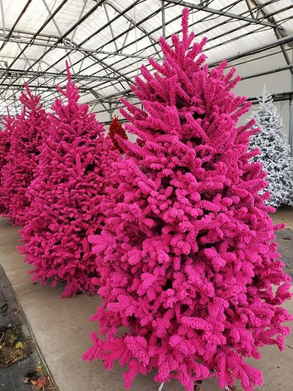 Fresh Fraser Fir Tree with Color Flocking