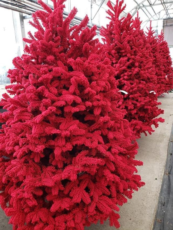 Fresh Fraser Fir Tree with Color Flocking