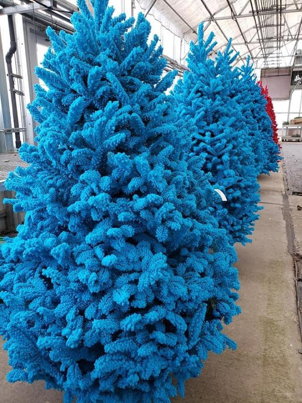 Fresh Fraser Fir Tree with Color Flocking