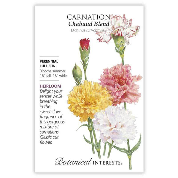 Carnation 'Chabaud Blend'