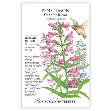 Penstemon 'Dazzler Blend'