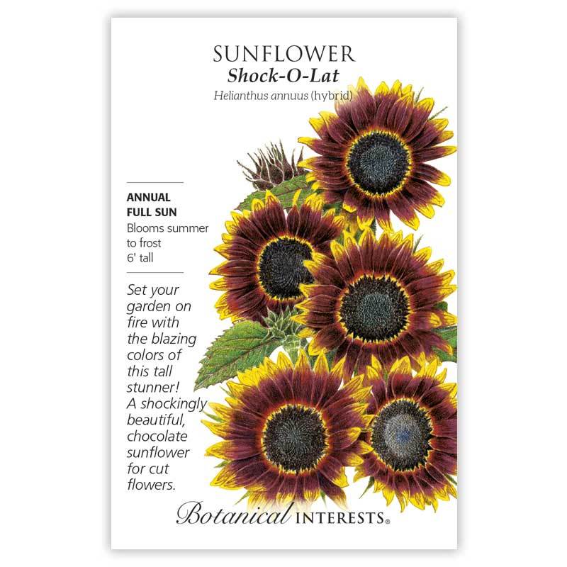 L Latterback on sale 1.0 Sunflowers