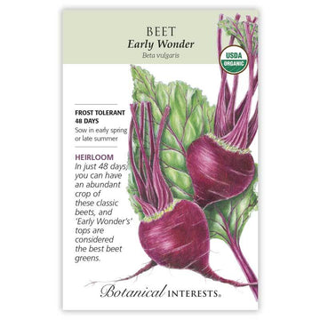 Beet 'Early Wonder'